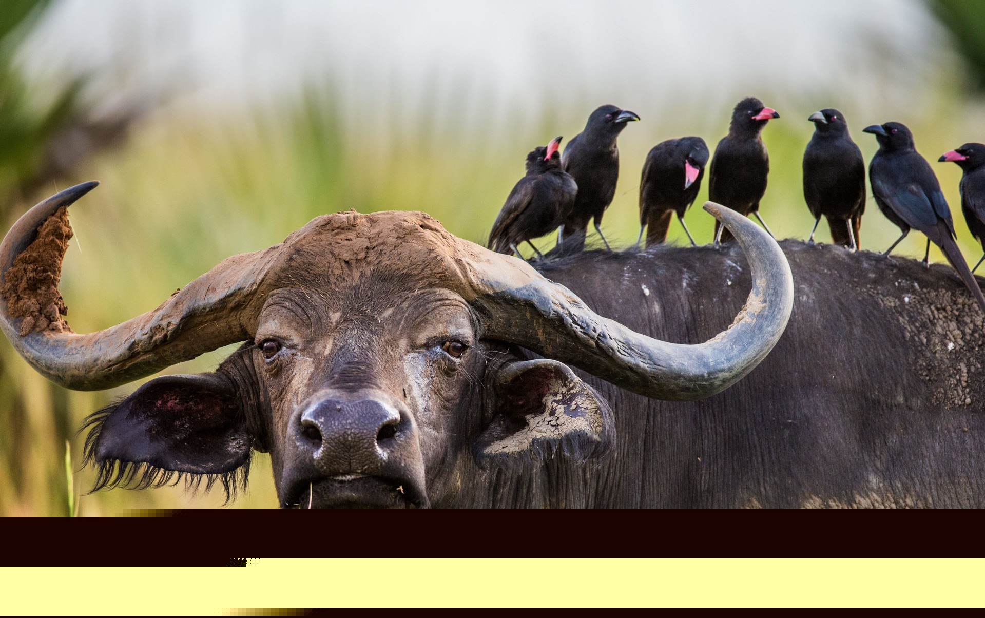 Chimpanzees & Wildlife Safari